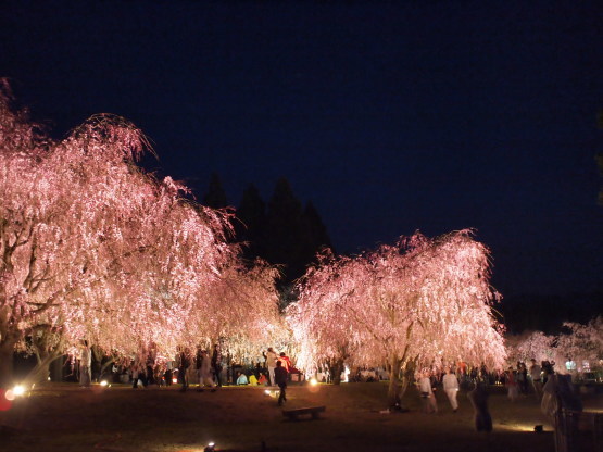 竹田の里　しだれ桜まつり_e0143047_21491411.jpg