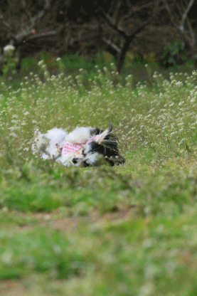 c0145250_15280213.gif