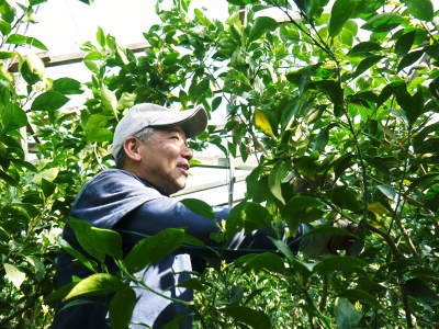 蔵出し完熟デコポン(肥後ポン)大好評発売中!すでに来年の収穫へ向け命を吹き込む花芽剪定です(2017前編)_a0254656_17020222.jpg