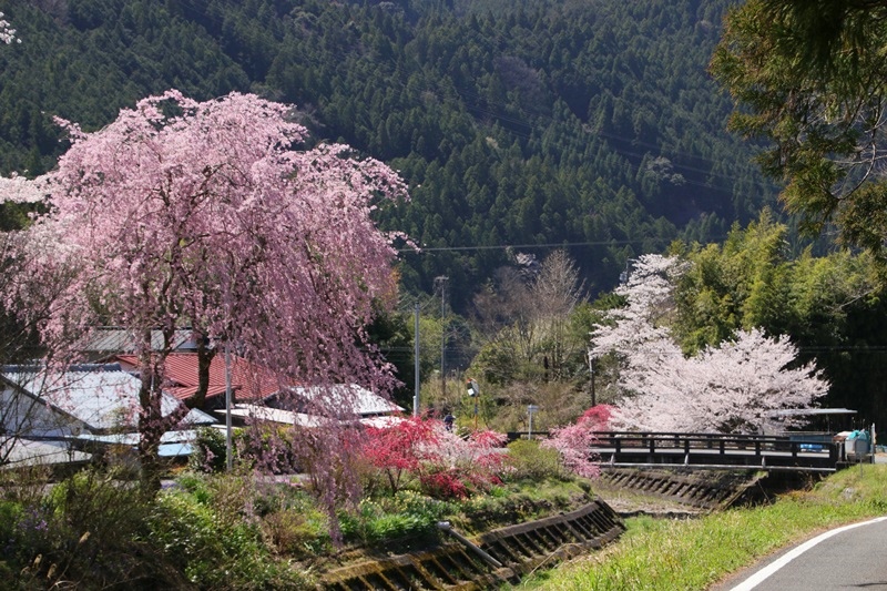 徳山の桜・２♪　～桃沢の桜と花桃とSL～_a0167759_16124424.jpg