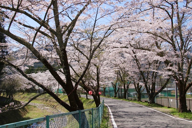 徳山の桜・２♪　～桃沢の桜と花桃とSL～_a0167759_16131644.jpg