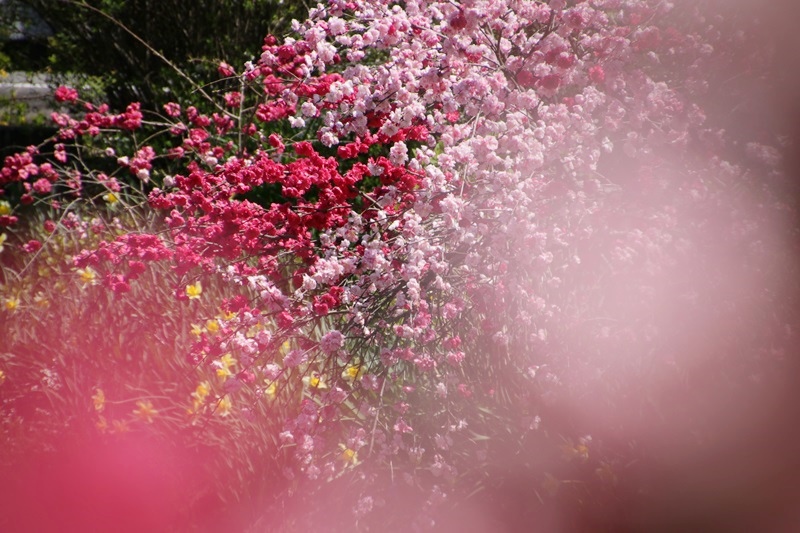 徳山の桜・２♪　～桃沢の桜と花桃とSL～_a0167759_16222593.jpg