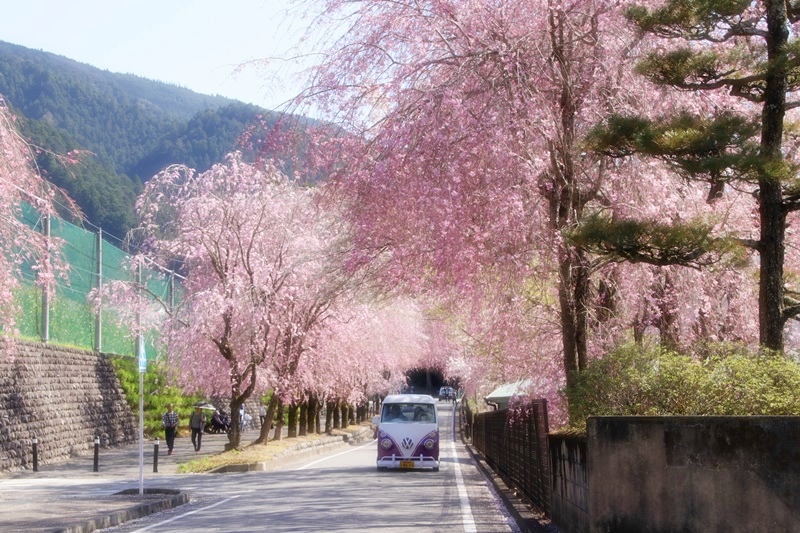 徳山の桜・３♪　～桜シャワーとマクロ編～_a0167759_2137355.jpg
