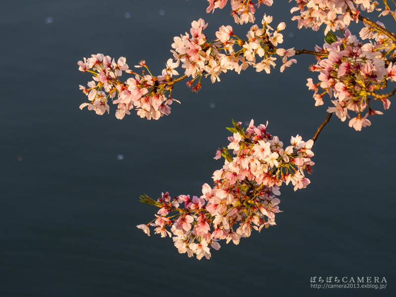 PENTAX Q-S1 : 散り行く桜_e0303060_21360900.jpg