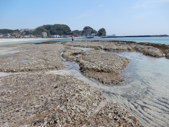 ’17,4,17(月)興津海岸までの2時間散歩!_f0060461_08464941.jpg