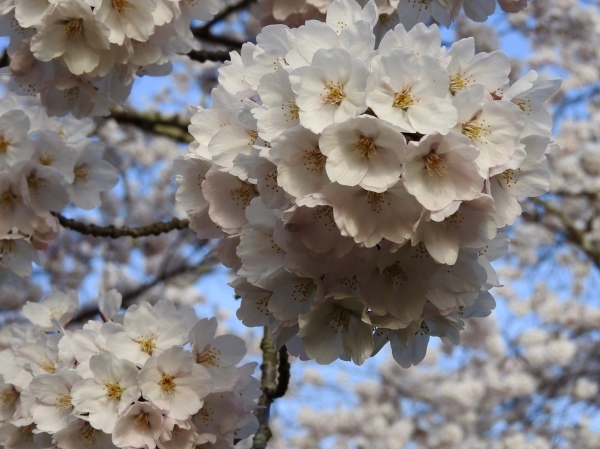 今年2回目は「朝桜」_f0363961_09444098.jpeg