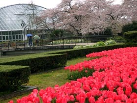 京都府立植物園の桜_b0160363_00491940.jpg