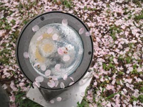 雨の桜_b0160363_21290961.jpg