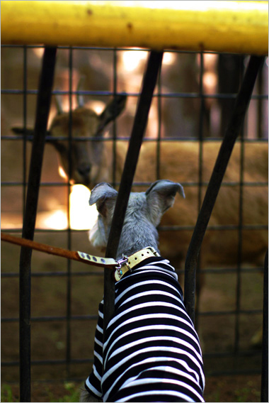 アイン、動物園で大興奮_c0201763_7424286.jpg