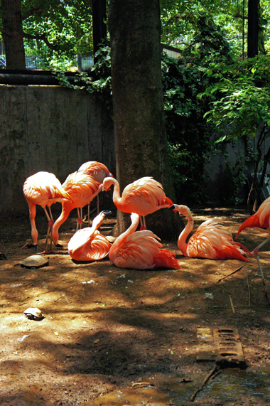 アイン、動物園で大興奮_c0201763_85939.jpg