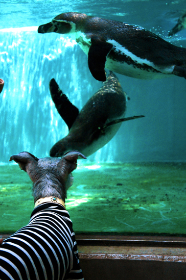 アイン、動物園で大興奮_c0201763_86114.jpg