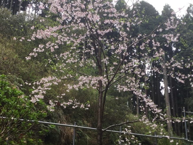毘沙門天 ティティティア 母の歴史③_c0348065_08041446.jpg