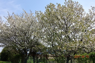 寒川の桜（2017.4.15～17）_d0239667_11210609.jpg