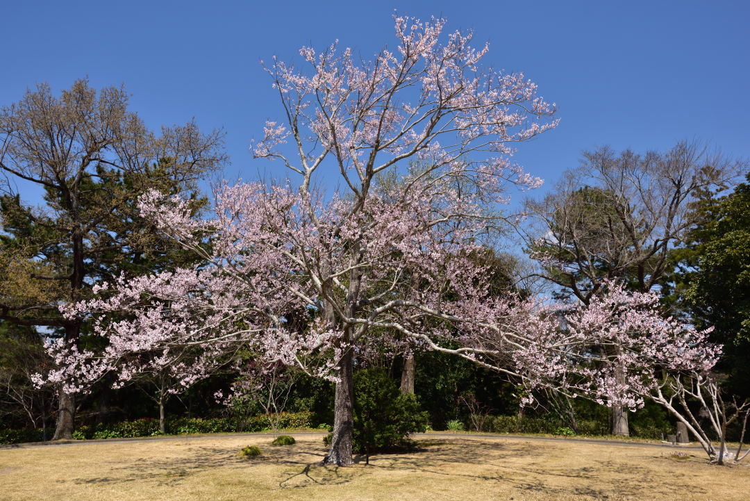 今年の桜　その１　浜松_b0346568_15402656.jpg