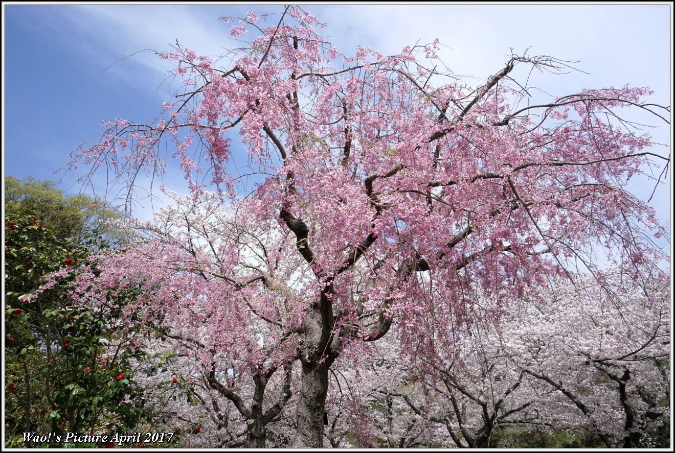 花公園の桜_c0198669_21463372.jpg