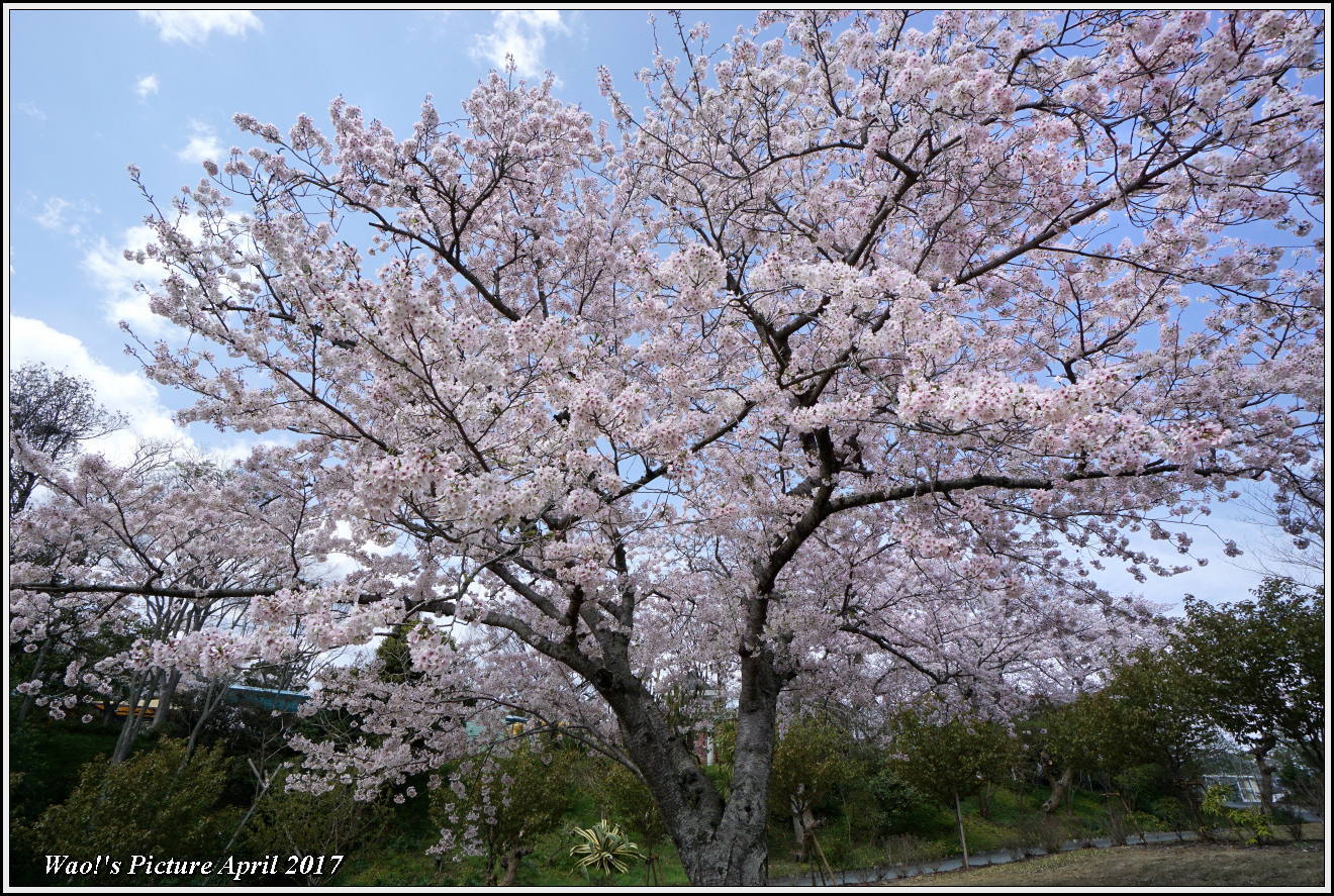 花公園の桜_c0198669_21472773.jpg