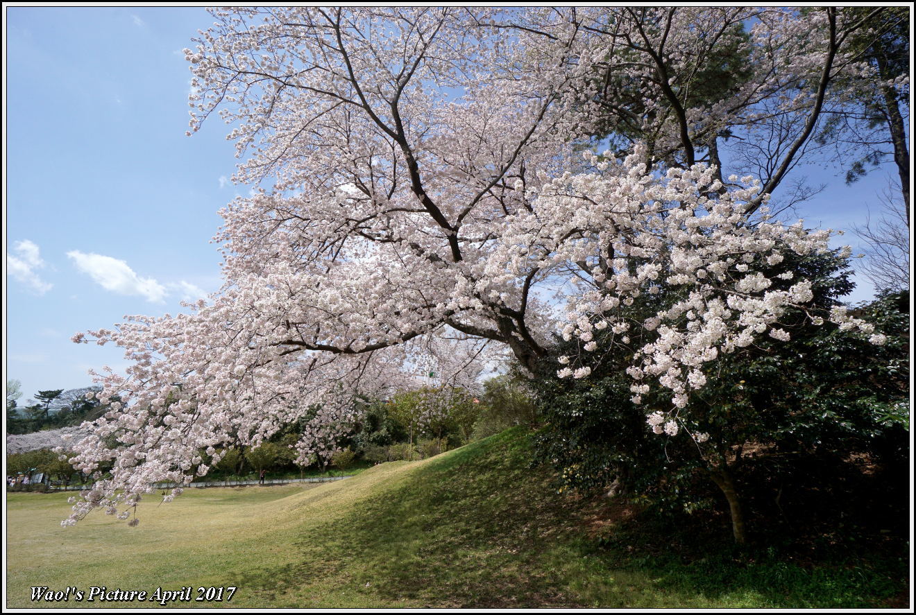 花公園の桜_c0198669_21480857.jpg