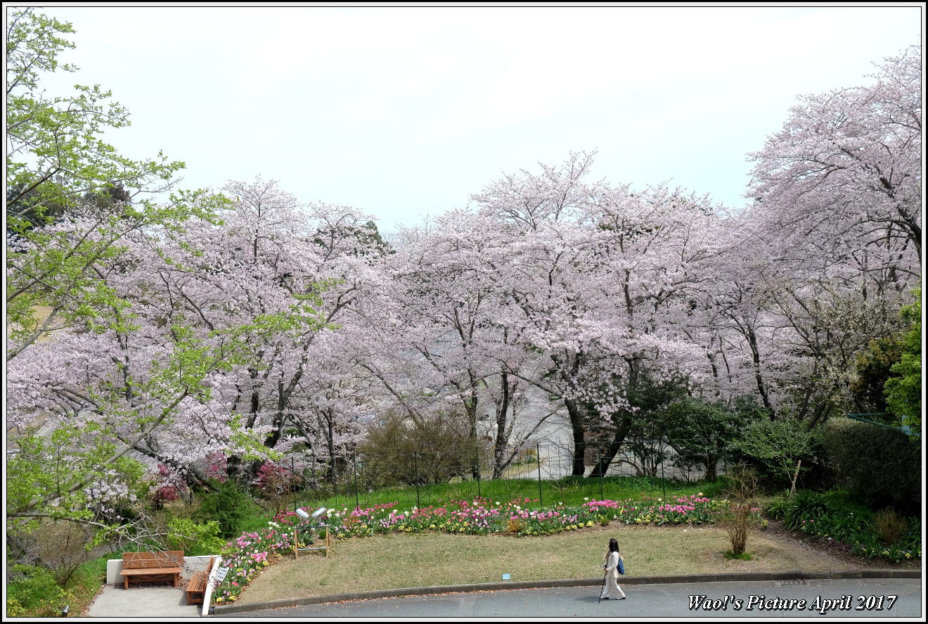 花公園の桜_c0198669_21502579.jpg