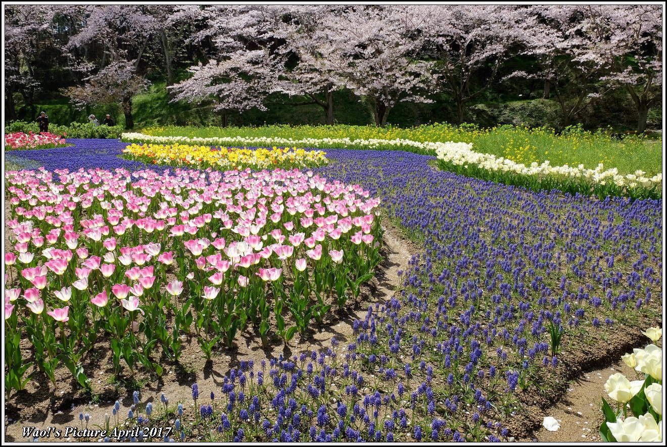 花公園のチューリップと桜_c0198669_23014533.jpg