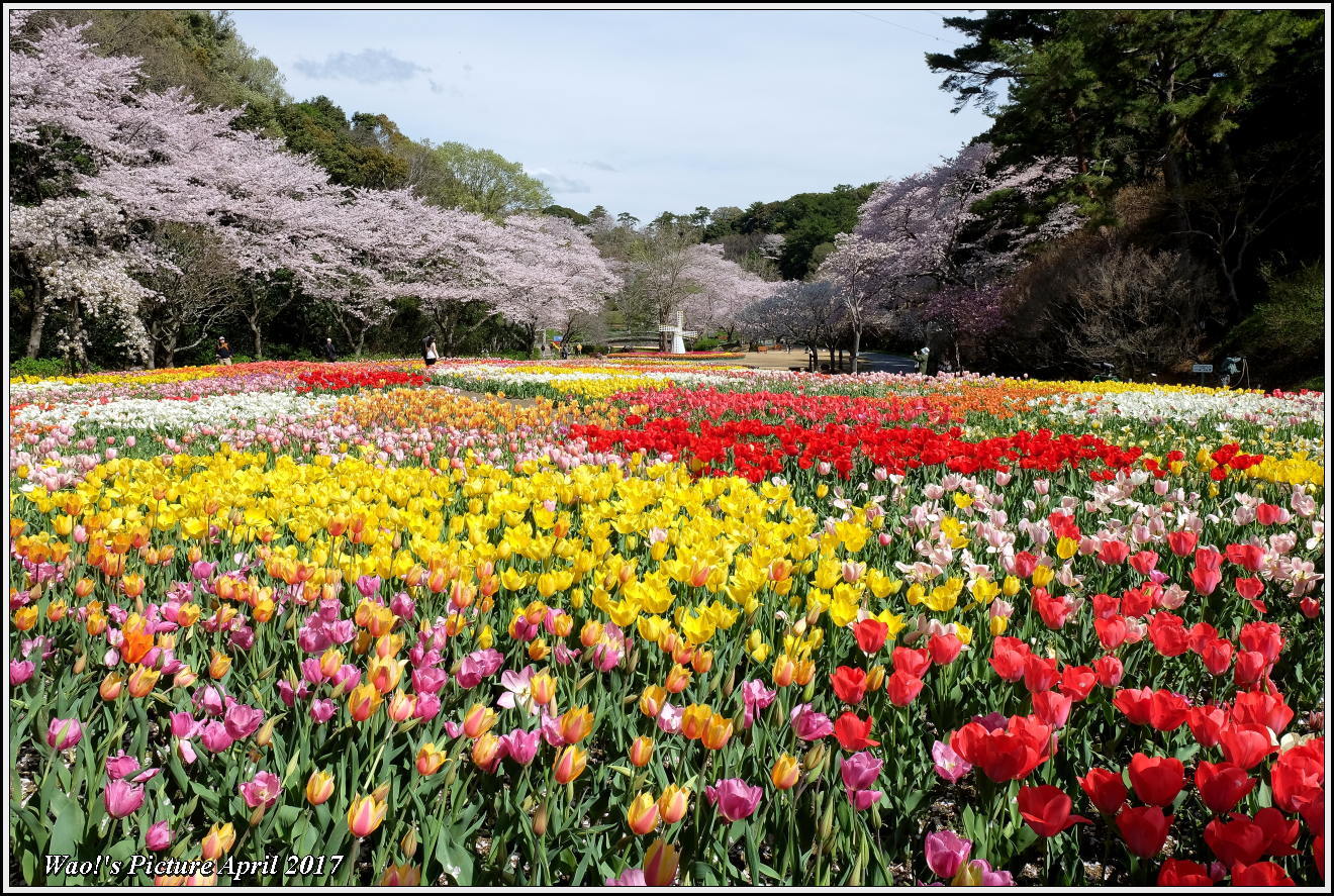 花公園のチューリップと桜_c0198669_23020031.jpg