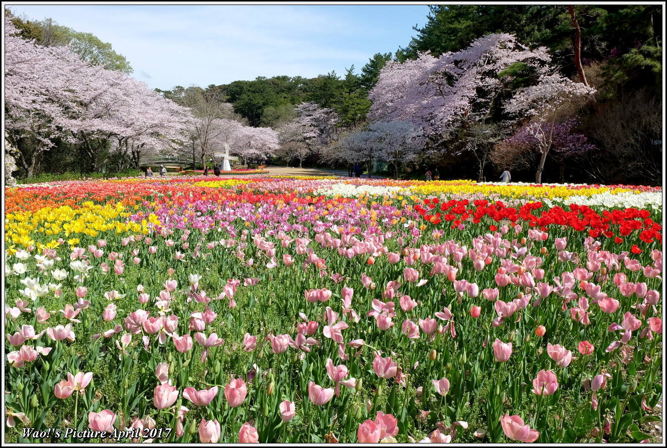 花公園のチューリップと桜_c0198669_23021481.jpg