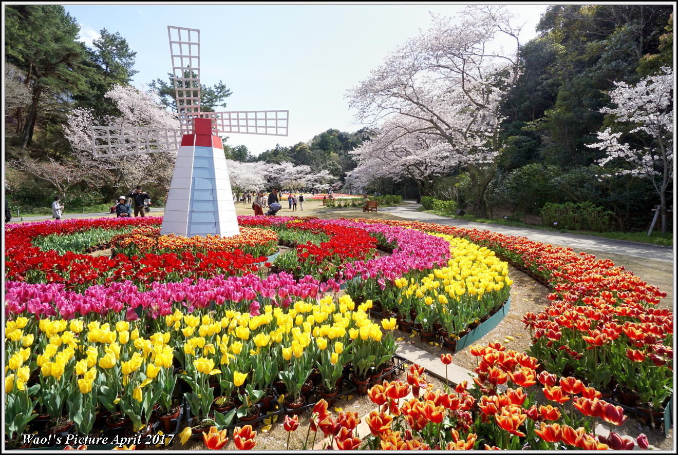 花公園のチューリップと桜_c0198669_23025015.jpg