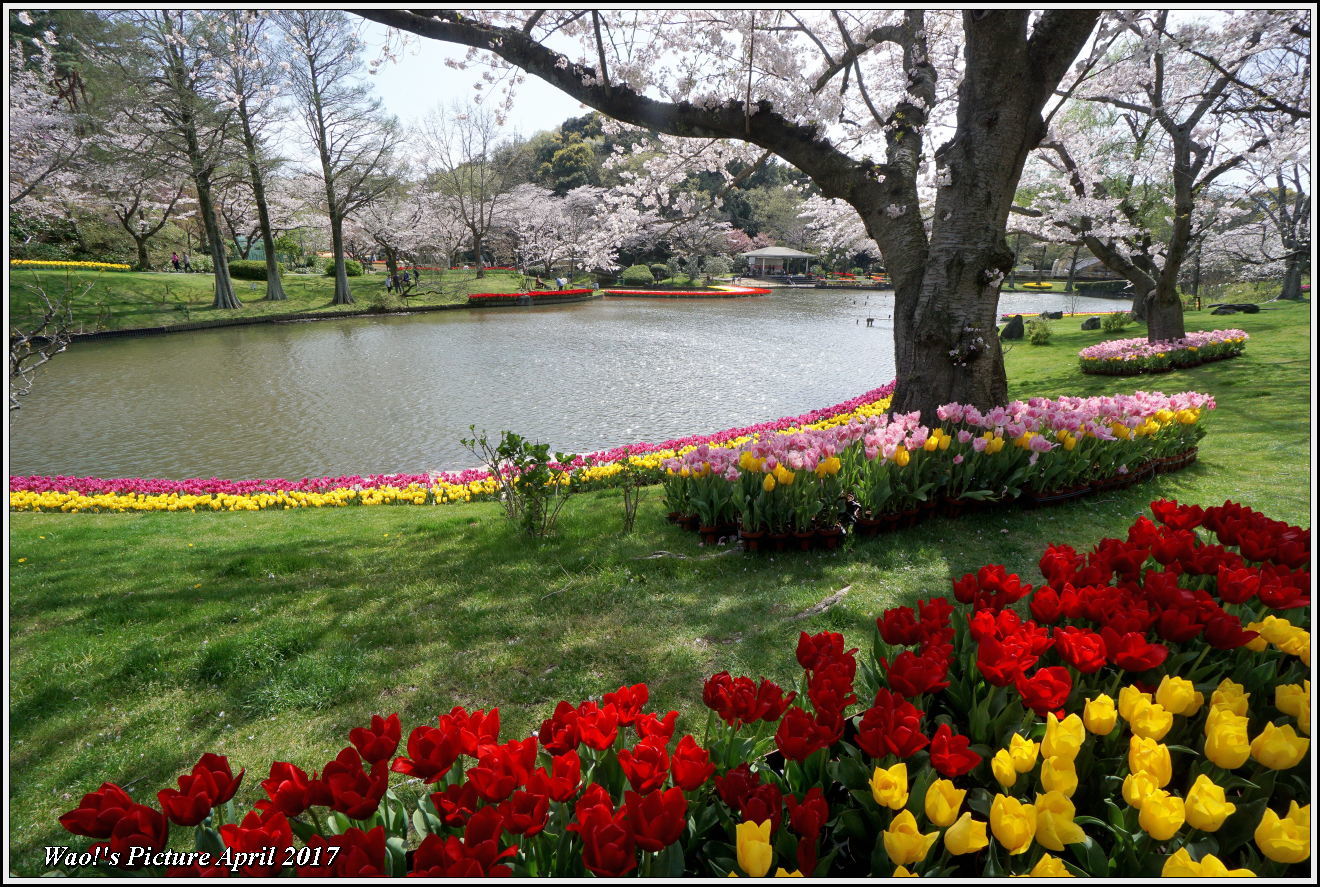 花公園のチューリップと桜_c0198669_23031123.jpg