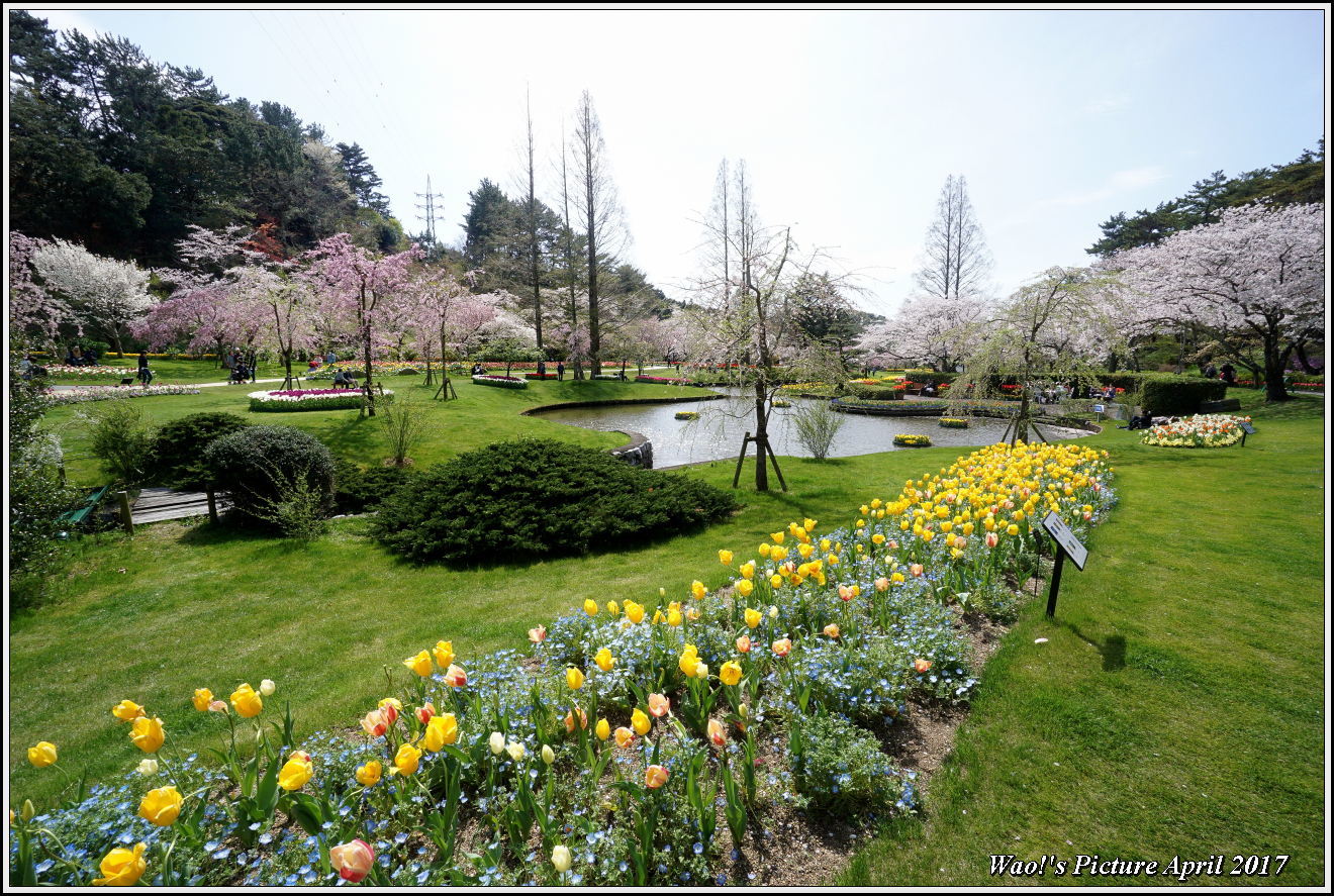 花公園のチューリップと桜_c0198669_23035944.jpg