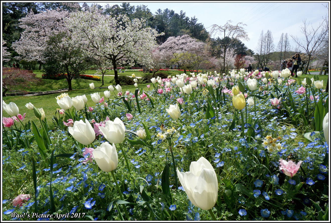 花公園のチューリップと桜_c0198669_23041149.jpg