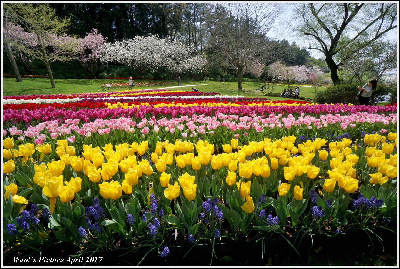 花公園のチューリップと桜_c0198669_23042790.jpg