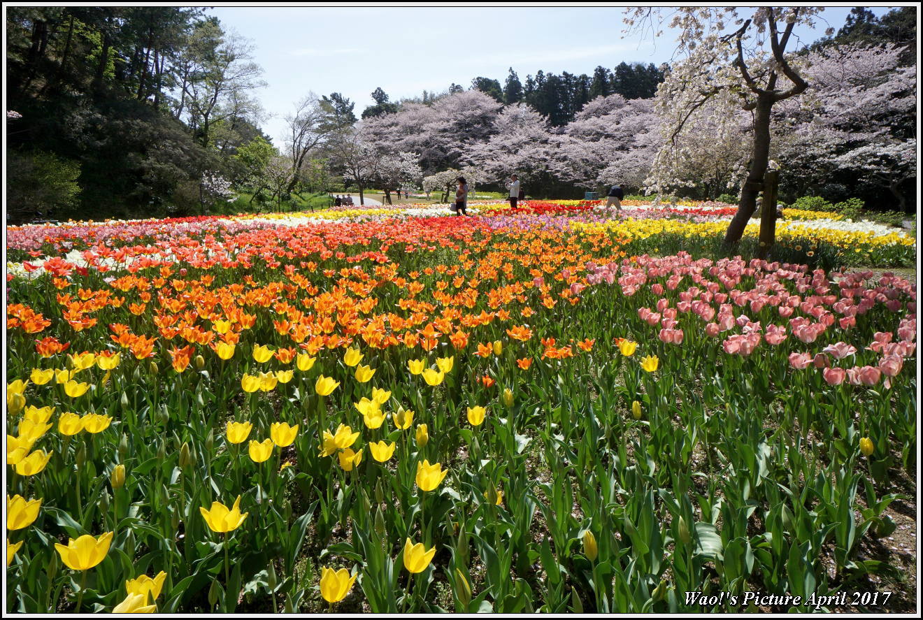 花公園のチューリップと桜_c0198669_23051800.jpg