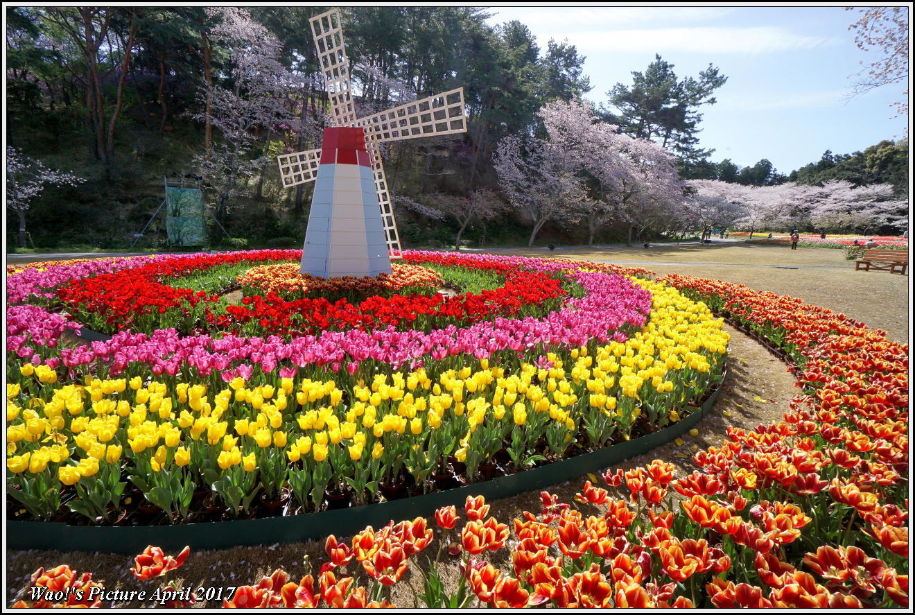 花公園のチューリップと桜_c0198669_23053703.jpg