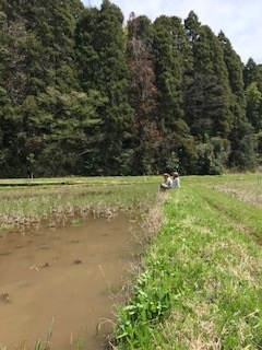 田んぼの雑草_b0034072_17552837.jpg