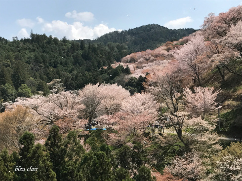 ピンク色に染まる吉野山_b0270372_22335231.jpg