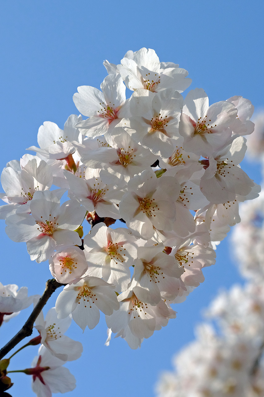 桜（鳥屋野潟　女池・鐘木地区）_e0096372_12275451.jpg