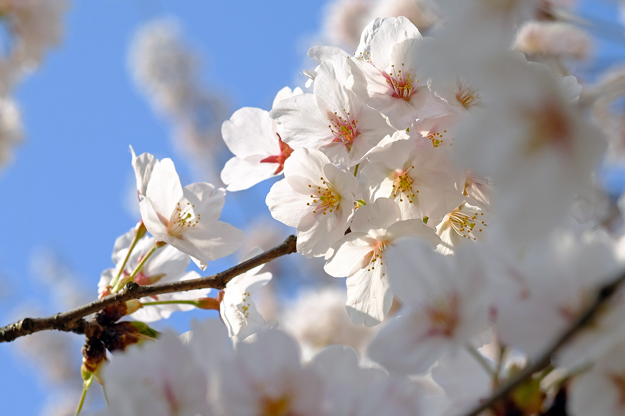 桜（鳥屋野潟　女池・鐘木地区）_e0096372_12275721.jpg