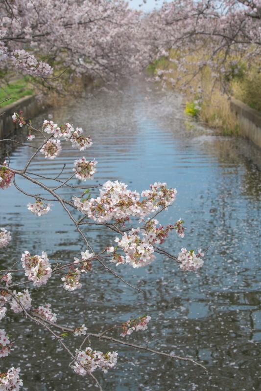 長閑な桜_b0044477_23041660.jpg