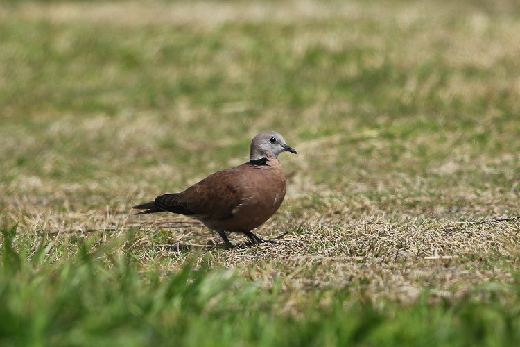 春の渡り第2弾　ベニバト他_d0338778_16243324.jpg