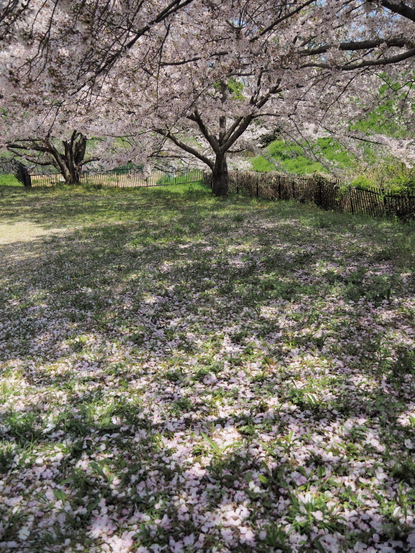 グリーンパークの桜 1_c0254479_22010047.jpg