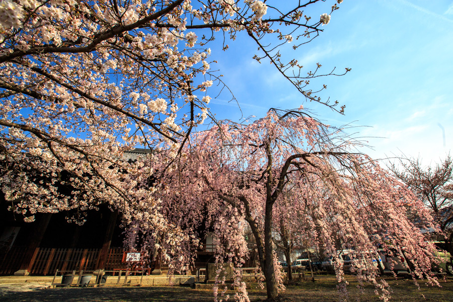 桜2017！　～立本寺～_b0128581_18405618.jpg