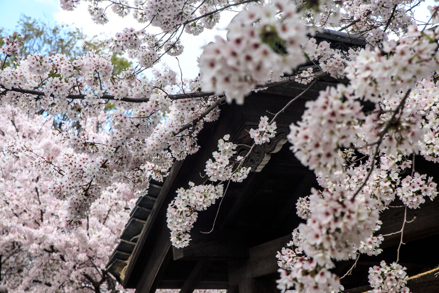 桜2017！　～立本寺～_b0128581_18414820.jpg