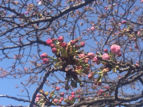 大阪造幣局の桜_d0341582_13072491.jpg