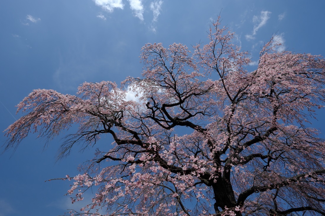 高萩の枝垂れ桜　白河市表郷　２０１７・０４・１６_e0143883_05322275.jpg