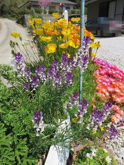 リナリア の んびり リナリア の んびり