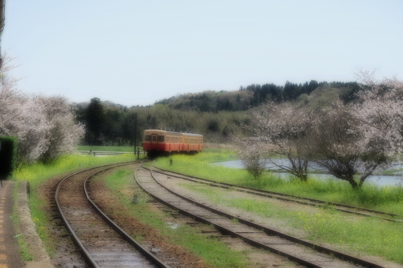 桜花につつまれて・・・上総鶴舞駅_d0021491_21224617.jpg