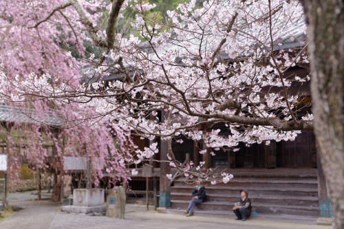 桜咲く本善寺_e0366896_22553835.jpg