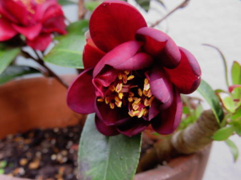 d0046702_20520384.jpg