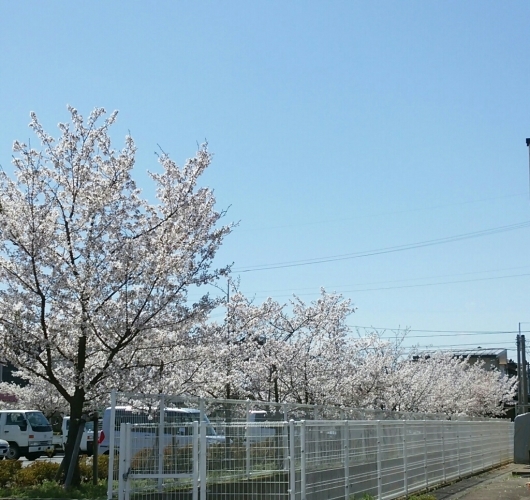 花満開!_f0255704_13183942.jpg