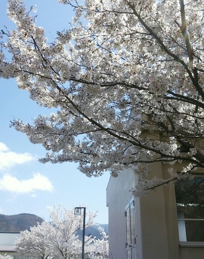 花満開!_f0255704_13184328.jpg
