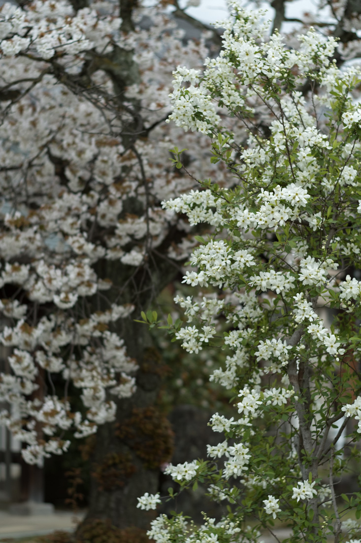 2017年 桜　智恵光院_b0221605_19582647.jpg